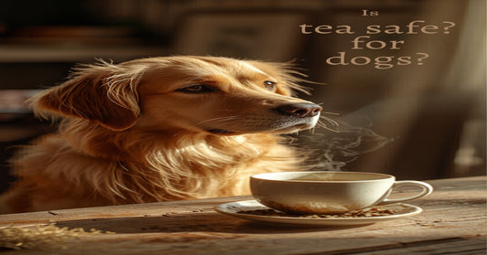 Is Tea Safe for Dogs? A Complete Guide