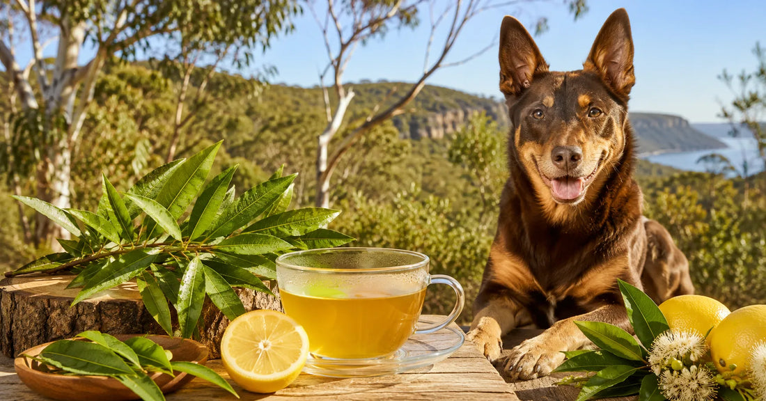Lemon Myrtle Tea: Australia's Most Fragrant Superfood Herb